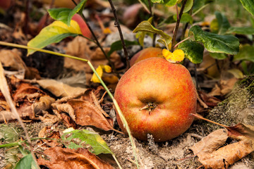 apple on the ground