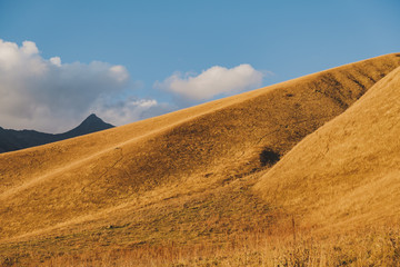 Fototapeta na wymiar landscape in the yellow field