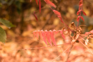 Colorful fall leaves as background. Autumn composition. Flat lay, top view, copy space.