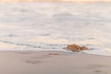 shell on the beach