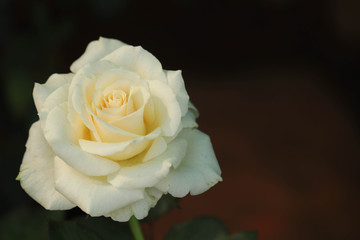 Close Up Of Beautiful Fresh White Rose Isolated