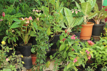 Fototapeta na wymiar Selective Focus on Newly Growing Variety Of Plants at Nursery