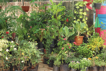 Fototapeta na wymiar Variety of Small Indoor Plants Indoor and Outdoor Show Leaves at A Beautiful Small Nursery
