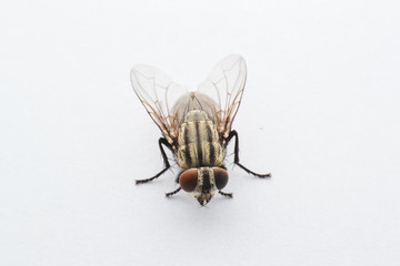 Fly isolated on a white background