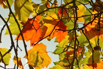 autumn leaves background