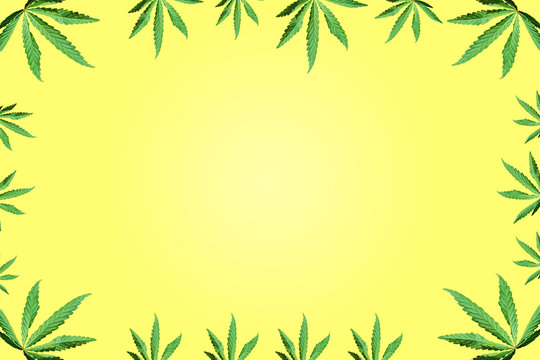 Green cannabis leaves, marijuana on white background. Hemp, ganj © Георгий Окунев