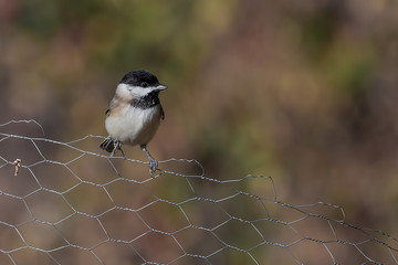 bird on the fence