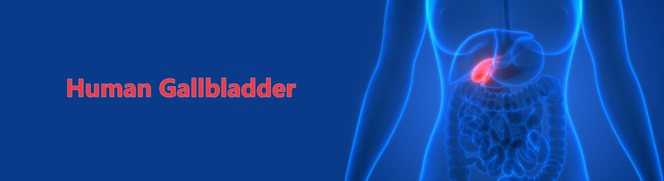Human Internal Digestive Organ Gallbladder Anatomy