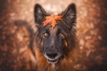 German shepherd dog with a leaf on her head in fall atmosphere