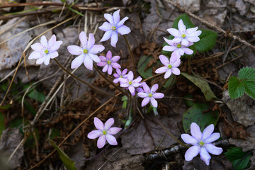 Mother-of-pearl colored hepatica nobilis flower in wild forest