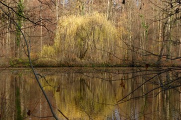 Soft colored autumn landscape reflecterd in pond