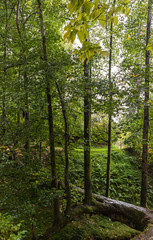 Fototapeta premium Rainy Autumn Day in Batumi Botanical Garden in Georgia