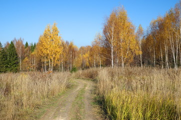 Autumn landscape with yellow birches and path