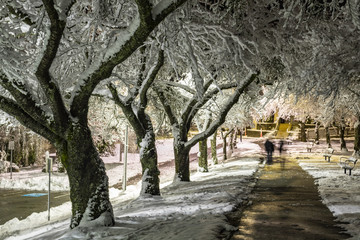 Winter wonderland. Trees covered in snow, night city lights shining through. Ideal picture that brings up holiday spirit.