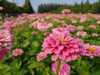 pink flowers in garden