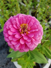 pink flower in the garden