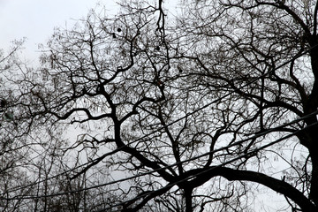 Silhouette of tree branches on a background of gray sky