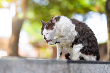 Fototapeta premium Wet white brown young cat licking the hair of the paw after a bath.