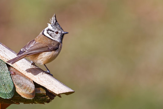 La m&eacute;sange hupp&eacute;e