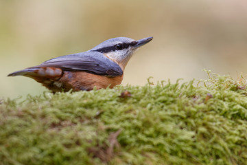 La sittelle torchepot