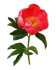 Coral peony flower with green leaves © Ortis