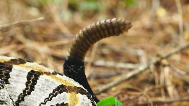 Rattlesnake Rattle