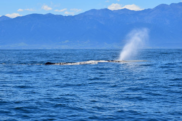 The blow of a sperm whale in the ocean. Whale watching, New Zealand.