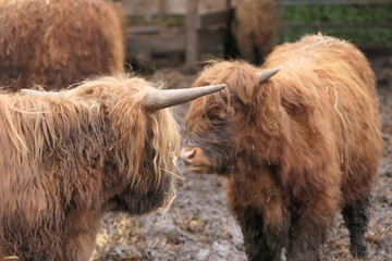 young highlanders