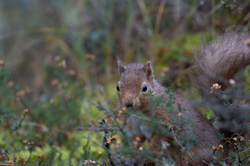 Naklejka na ściany i meble Red Squirrel, Sciurus vulgaris, close up portrait with squirrel on the ground besides heather and grass during winter/November in Scotland.
