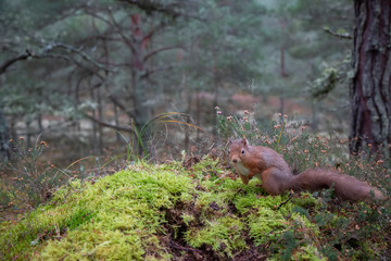 Red Squirrel, Sciurus vulgaris, woodland, forest habitat view with squirrel sitting on moss during winter in Scotland.  - 303349700