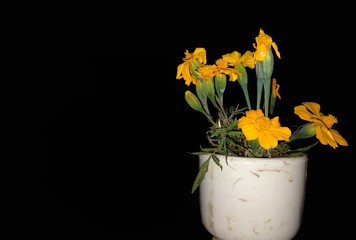 yellow flowers in vase on black background