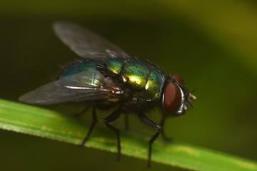 Beautiful fly close-up in the nature. Macro shot