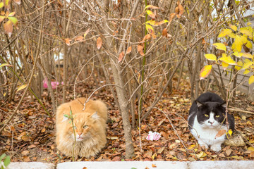 two friendly cats are resting on autumn leaves