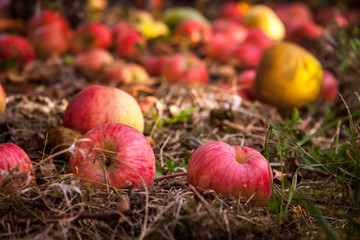 Obraz na płótnie Canvas red apples on the ground in autumn