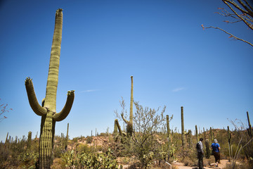 cactus at saguaro national park