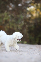 Bichon Frisee rennt