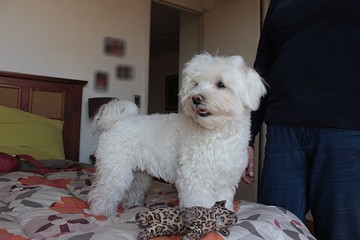 a cute cuddle beautiful purebred white maltese dog standing on a bed