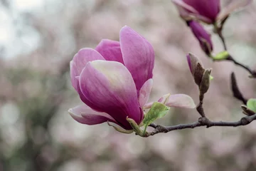 Foto op Canvas Pink magnolia flower close-up. Macro, young magnolia in Botanical Garden. Blossoms floral natural background.  Design for greeting card, calendar, poster or banner for flower shop.  © BSG_1974