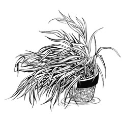 Black and white ink illustration. Plant in the pot. Chlorophytum. Narrow leaves. Elegant botanical illustration.