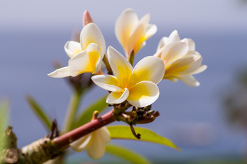 Beautiful Plumeria flower in Egypt against the background of the Red Sea. Flower macro. Concept for web banner of flower shop or natural cosmetics.