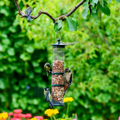Futterröhre mit Erdnüssen im Garten