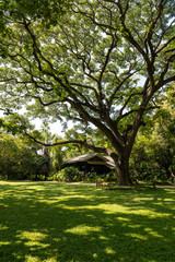 Big tree with old house and green lawn