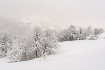 Minimalistic winter landscape in cloudy weather with snowy trees. Carpathian mountains, Landscape photography