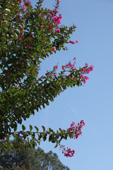 Obraz na płótnie Canvas Branches with blossoms of a Pink Velour Crepe Myrtle Tree under blue sky