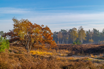 moorland landscape with tree in autumn