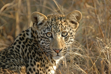 Fototapeta na wymiar Leopard cub
