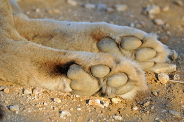 Lion paws underfoot