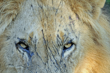 scarred lion