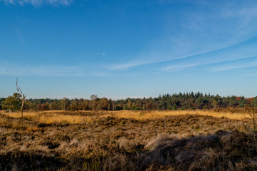 moorland landscape in autumn with moon