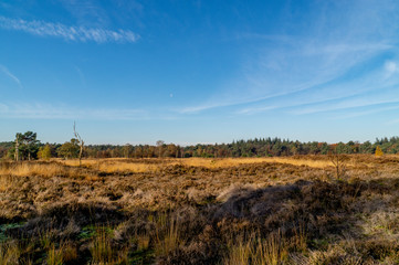 moorland landscape in autumn